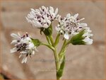 Petasites fragrans | Winterheliotroop, Hoefblad | Winter-Heliotrop | Winter heliotrope