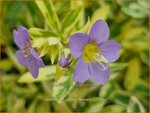 Polemonium 'Golden Feathers' | Jacobsladder, Hemelladder | Purpur-Jakobsleiter | Jacob's Ladder