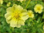 Potentilla recta 'Sulphurea' | Rechte ganzerik, Ganzerik | Hohes Fingerkraut | Sulphur Cinquefoil