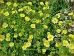 Potentilla recta 'Sulphurea' | Rechte ganzerik, Ganzerik | Hohes Fingerkraut | Sulphur Cinquefoil