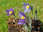 Pulsatilla patens | Wildemanskruid, Pelsanemoon | Finger-Kuhschelle | Eastern Pasque FlowerPulsatilla patens | Wildemanskruid, 