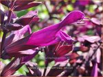 Salvia guaranitica 'Plum Crazy' | Braziliaanse salie, Salie, Salvia | Guarani-Salbei | Blue Anis Sage