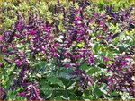 Salvia guaranitica 'Plum Crazy' | Braziliaanse salie, Salie, Salvia | Guarani-Salbei | Blue Anis Sage