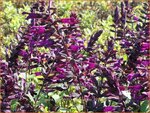 Salvia guaranitica 'Plum Crazy' | Braziliaanse salie, Salie, Salvia | Guarani-Salbei | Blue Anis Sage