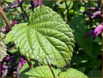 Salvia guaranitica 'Plum Crazy' | Braziliaanse salie, Salie, Salvia | Guarani-Salbei | Blue Anis Sage