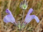 Salvia lavandulifolia | Lavendelsalie, Spaanse salie, Salie, Salvia | Lavendelbl&auml;ttriger Salbei | Lavender Leaf Sage