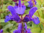 Salvia nemorosa 'Dark Blue Marvel' | Bossalie, Salie, Salvia | Steppensalbei | Woodland Sage
