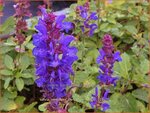 Salvia nemorosa 'Dark Blue Marvel' | Bossalie, Salie, Salvia | Steppensalbei | Woodland Sage