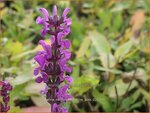 Salvia nemorosa 'Rianne Pink' | Bossalie, Salie, Salvia | Steppensalbei | Woodland Sage