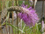 Sanguisorba hakusanensis | Pimpernel, Sorbenkruid | Koreanischer Wiesenknopf | Korean Mountain Burnet