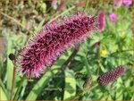 Sanguisorba menziesii | Alaska pimpernel, Pimpernel, Sorbenkruid | Menzies Wiesenknopf | Menzie's Burnet