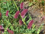 Sanguisorba menziesii | Alaska pimpernel, Pimpernel, Sorbenkruid | Menzies Wiesenknopf | Menzie's Burnet