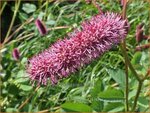 Sanguisorba menziesii | Alaska pimpernel, Pimpernel, Sorbenkruid | Menzies Wiesenknopf | Menzie's Burnet