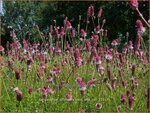 Sanguisorba officinalis 'Rock and Roll' | Grote pimpernel, Groot sorbenkruid, Sorbenkruid, Pimpernel | Gro&szlig;er Wiesen