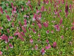 Sanguisorba officinalis 'Rock and Roll' | Grote pimpernel, Groot sorbenkruid, Sorbenkruid, Pimpernel | Gro&szlig;er Wiesen