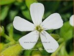 Saponaria ocymoides 'Snow Tip' | Muurzeepkruid, Rotszeepkruid, Zeepkruid | Polster-Seifenkraut | Rock Soapwort