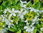 Saponaria ocymoides 'Snow Tip' | Muurzeepkruid, Rotszeepkruid, Zeepkruid | Polster-Seifenkraut | Rock Soapwort