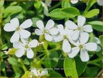 Saponaria ocymoides 'Snow Tip' | Muurzeepkruid, Rotszeepkruid, Zeepkruid | Polster-Seifenkraut | Rock Soapwort