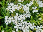 Saponaria ocymoides 'Snow Tip' | Muurzeepkruid, Rotszeepkruid, Zeepkruid | Polster-Seifenkraut | Rock Soapwort