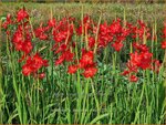 Schizostylis coccinea 'Major'