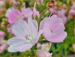 Sidalcea 'Little Princess' | Griekse malva, Prairiemalva, Malvakruid | Pr&auml;riemalve | Prairie Mallow