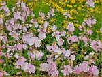 Sidalcea 'Little Princess' | Griekse malva, Prairiemalva, Malvakruid | Pr&auml;riemalve | Prairie Mallow