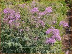 Thalictrum aquilegifolium 'The Cloud' | Akeleiruit, Akeleibladige ruit, Ruit | Akeleibl&auml;ttrige Wiesenraute