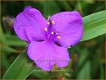 Tradescantia 'JS Brainstorm' | Eendagsbloem, Vaderplant | Dreimasterblume | Spiderwort
