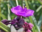 Tradescantia 'JS Brainstorm' | Eendagsbloem, Vaderplant | Dreimasterblume | Spiderwort