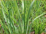 Tradescantia ohiensis | Matrozensla, Eendagsbloem, Vaderplant | Ohio-Dreimasterblume | Ohio spiderwort