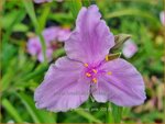 Tradescantia 'Perinne's Pink' | Eendagsbloem, Vaderplant | Dreimasterblume | Spiderwort