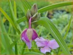Tradescantia 'Perinne's Pink' | Eendagsbloem, Vaderplant | Dreimasterblume | Spiderwort
