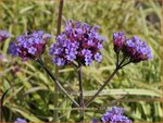 Verbena bonariensis 'Violetta' | Stijf ijzerhard, IJzerhard | Hohes Eisenkraut | Tall Verbena