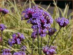 Verbena bonariensis 'Violetta' | Stijf ijzerhard, IJzerhard | Hohes Eisenkraut | Tall Verbena