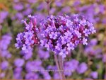 Verbena bonariensis 'Violetta' | Stijf ijzerhard, IJzerhard | Hohes Eisenkraut | Tall Verbena