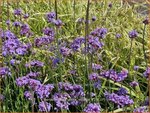 Verbena bonariensis 'Violetta' | Stijf ijzerhard, IJzerhard | Hohes Eisenkraut | Tall Verbena