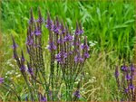 Verbena hastata | Blauwe verbena, IJzerhard | Spie&szlig;f&ouml;rmiges Eisenkraut | Blue Vervain