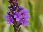 Verbena hastata | Blauwe verbena, IJzerhard | Spie&szlig;f&ouml;rmiges Eisenkraut | Blue Vervain