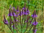 Verbena hastata | Blauwe verbena, IJzerhard | Spie&szlig;f&ouml;rmiges Eisenkraut | Blue Vervain