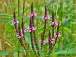 Verbena hastata 'Rosea' | Blauwe verbena, IJzerhard | Spie&szlig;f&ouml;rmiges Eisenkraut | Blue Vervain