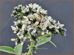 Verbesina virginica | Verbesine | Frostweed