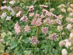 Oenanthe crocata | Dodemansvingers, Torkruid | Safranwasserfenchel | Hemlock Water-dropwort