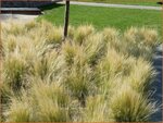 Stipa tenuissima | Fijn Vedergras, Engelenhaar, Vedergras | Zartes Federgras | Mexican Feather Grass