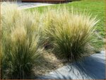 Stipa tenuissima | Fijn Vedergras, Engelenhaar, Vedergras | Zartes Federgras | Mexican Feather Grass