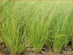 Stipa tenuissima | Fijn Vedergras, Engelenhaar, Vedergras | Zartes Federgras | Mexican Feather Grass