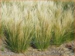 Stipa tenuissima | Fijn Vedergras, Engelenhaar, Vedergras | Zartes Federgras | Mexican Feather Grass