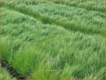 Stipa tenuissima | Fijn Vedergras, Engelenhaar, Vedergras | Zartes Federgras | Mexican Feather Grass