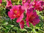  Alstroemeria 'River Valley' | Incalelie, Peruviaanse lelie | Inkalilie | Peruvian Lily