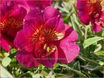  Alstroemeria 'River Valley' | Incalelie, Peruviaanse lelie | Inkalilie | Peruvian Lily