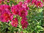  Alstroemeria 'River Valley' | Incalelie, Peruviaanse lelie | Inkalilie | Peruvian Lily